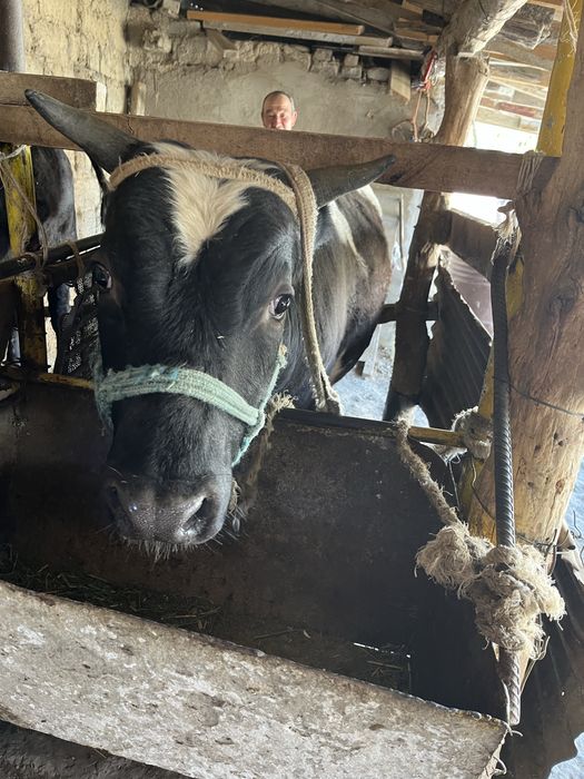 Семиз буха,байланган ангус