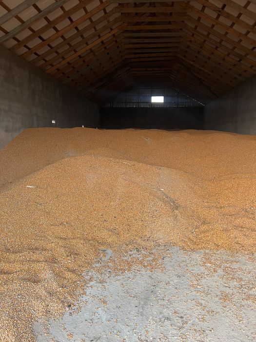 Люцерна Зерно Кукурузы