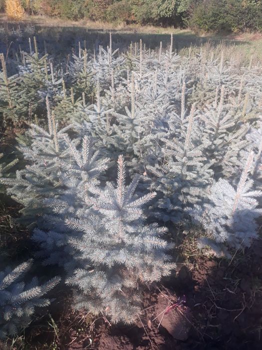 Голубая Ель сенсалари сотилади Селбериский нави Мовий оқ арча 3 йиллик