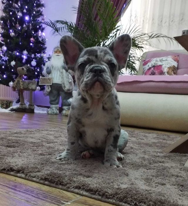 Femelă Bulldog Francez Merle din părinți cu pedigree!