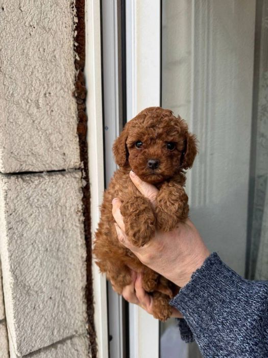 De vanzare pui rasa pura Pudel roscat mascul!