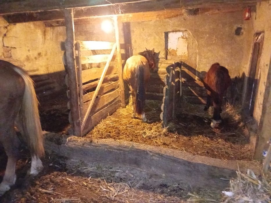 Vând sau schimb caii si măgari