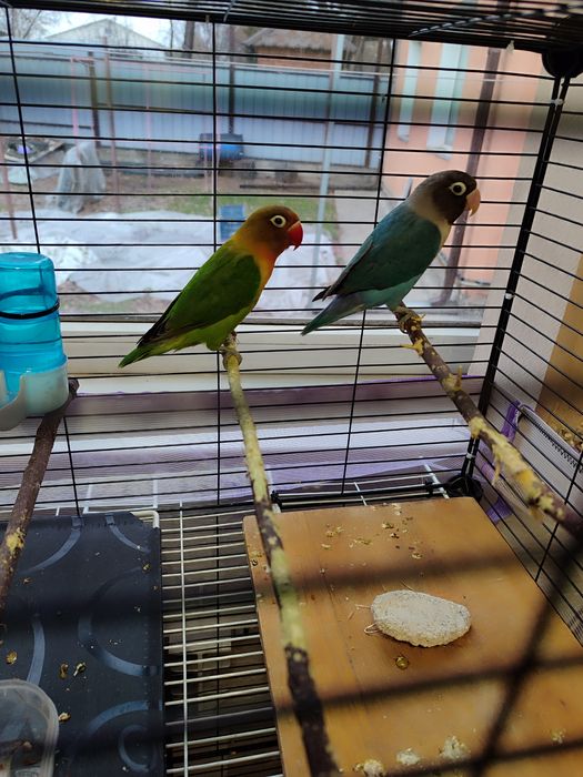 Неразлучники фишер . пара