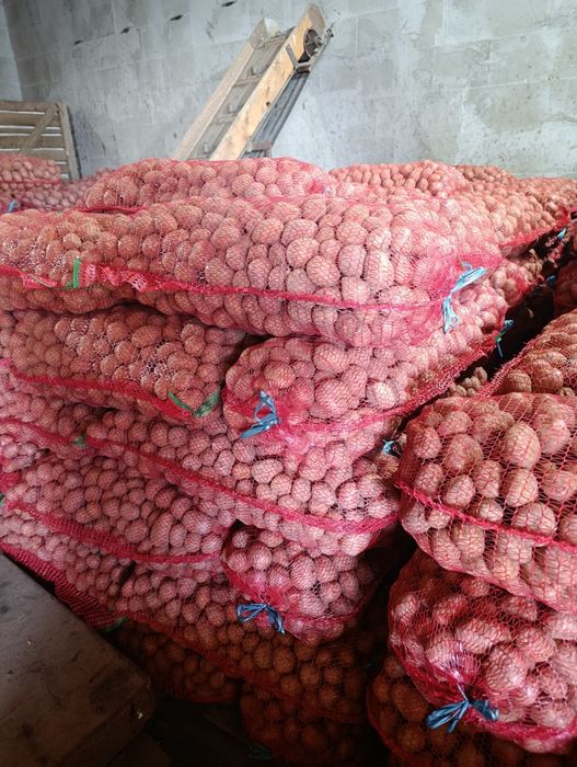 Cartofi samanta de covasna