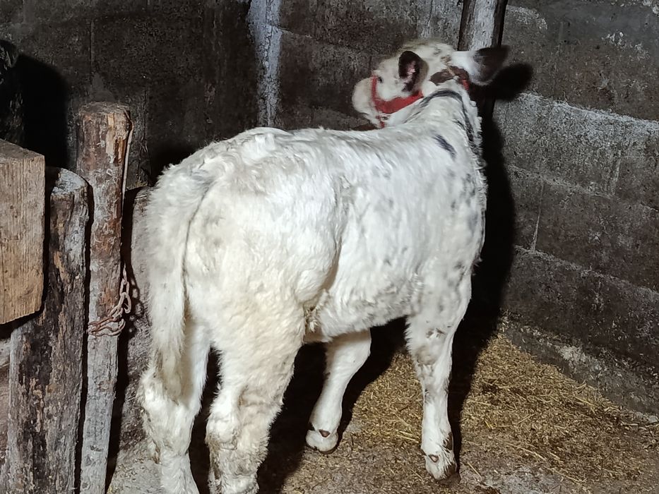 Vând vițică frumoasă