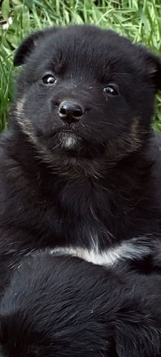 Щенки в хорошие руки