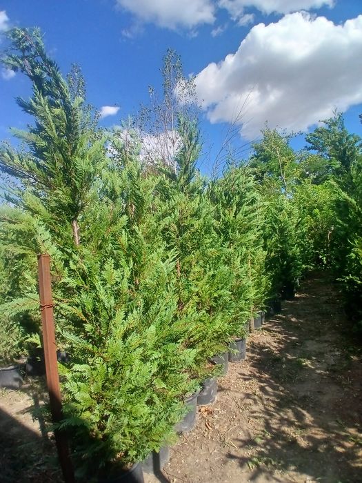 Buxus,leylandii,maslin