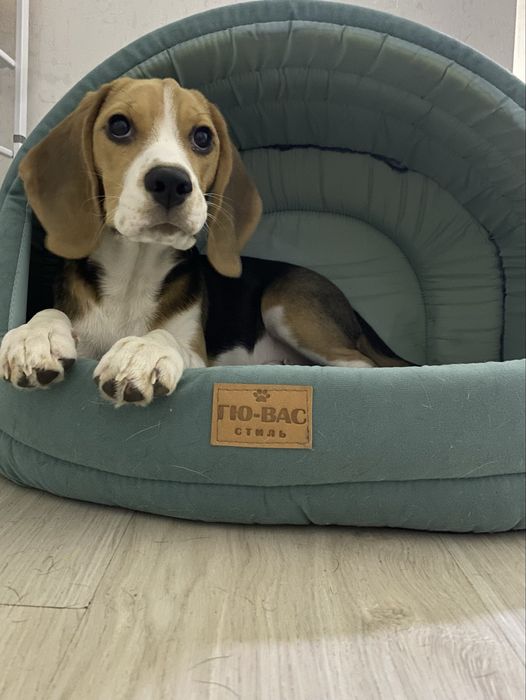 Бигль собака  девочка