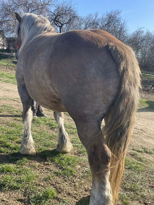 Vând iapa de 5 ani gestanta