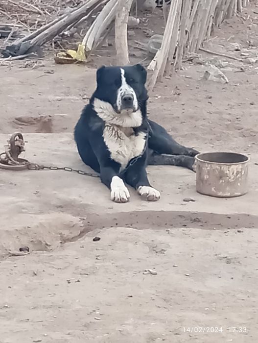 Ит сотылады 2жасар