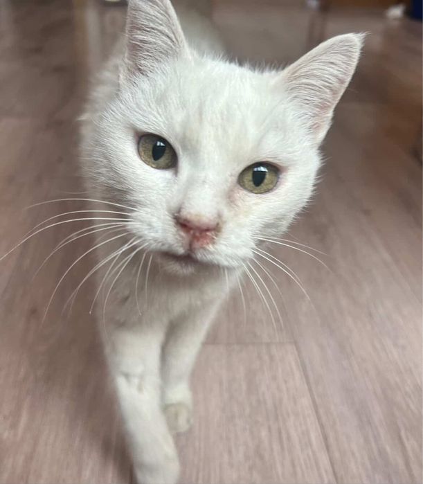 Кошка в добрые руки