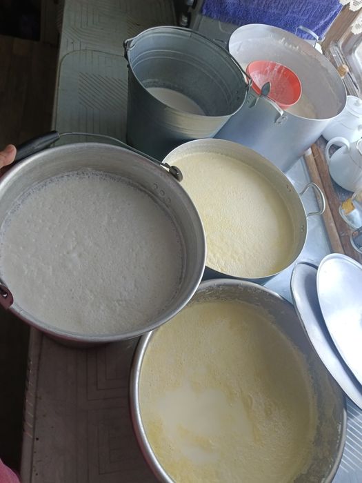 Сауынды сиырлар бар