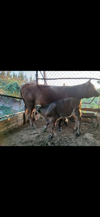 Продам коров быков