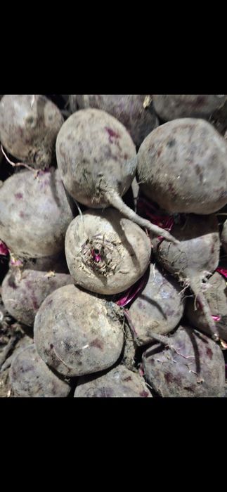 Свекла крупная сорт либеро