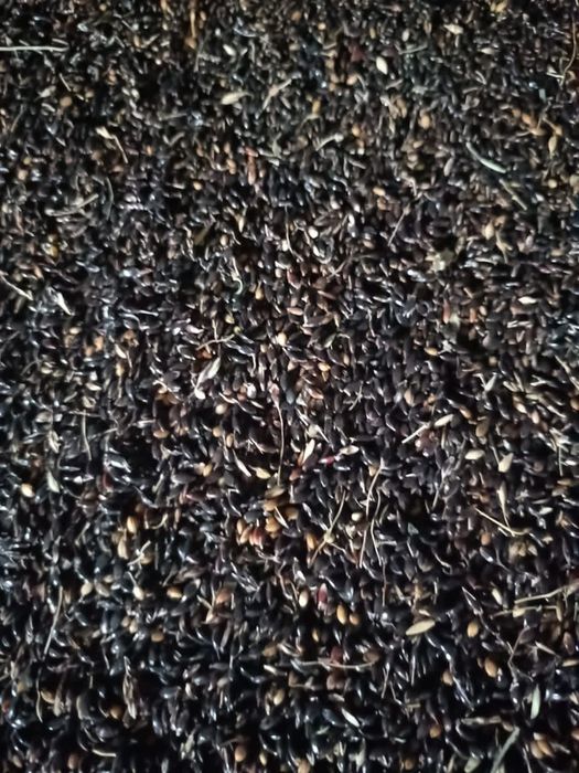 Пшеница.Платный чат!Все корма.