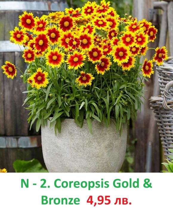 Многогодишни Градниски Цветя – ЦЕНА 4,95 лв./бр.