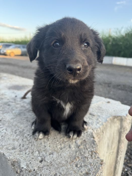 Щенки дворняшки бесплатно