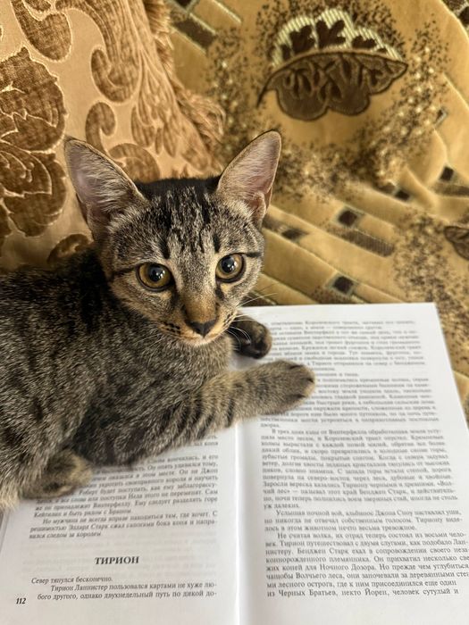 Котёнок ищет любящую семью