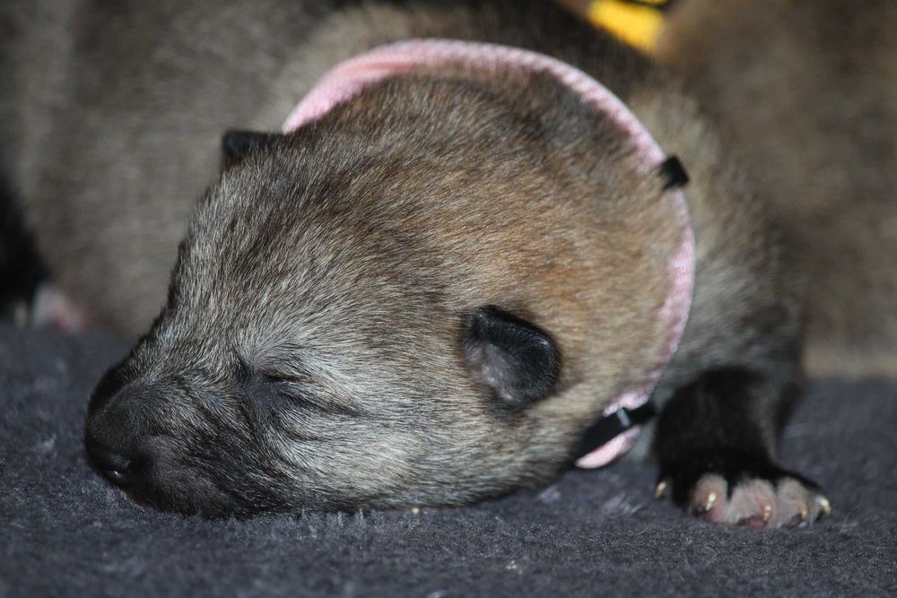 pui lup cehoslovac calitate deosebita