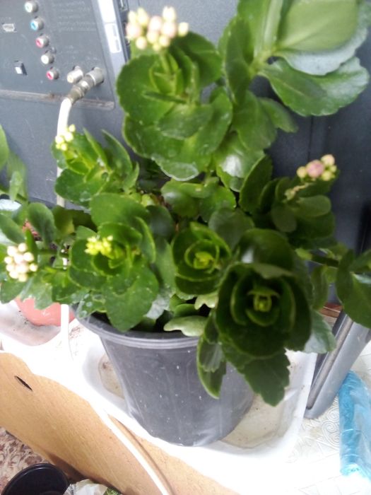 Цветок каланхоэ лечебный