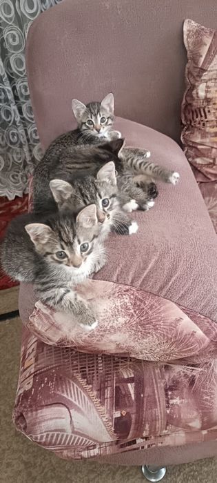 отдам котят в добрые руки