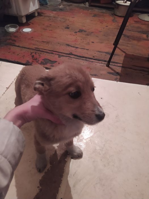 Отдам щенков в хорошие руки