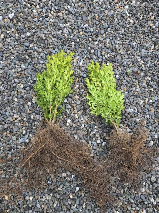 Lemn câinesc- veșnic verde - Ramificat