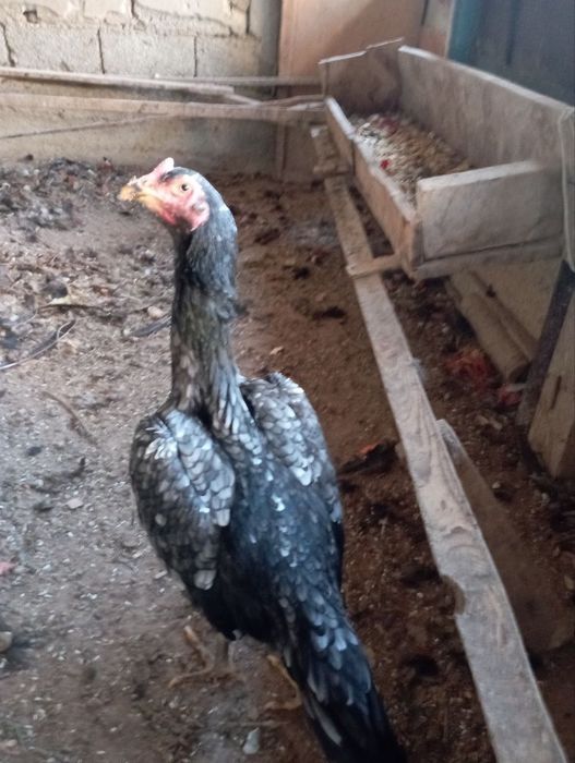 Товук сотилади жужа Энди тухумга киради.тозза турк зотига жовоб