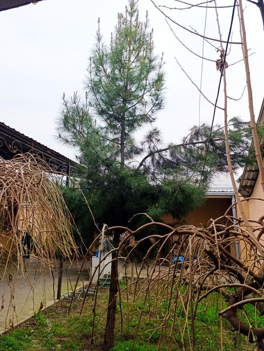 Сасна дарахти сотилади