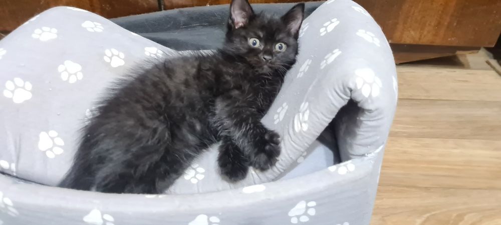 Отдам красивого котенка