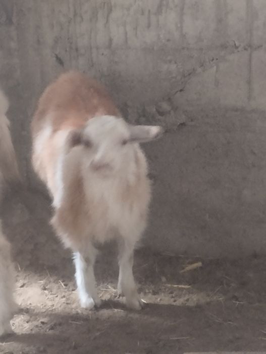 Boʻgʻoz echki sotiladi