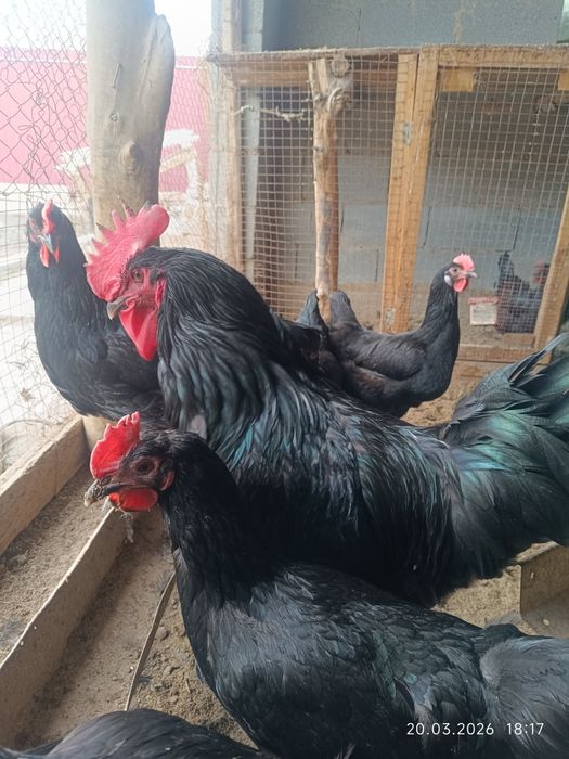 Gigant qora shaxzoda tuximlari sotiladi