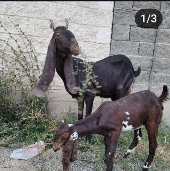 Битал теке козел