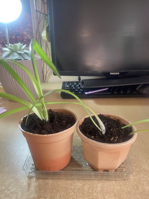 Детки гиппераструм