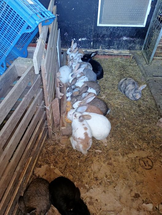 Vănd iepuri toate mărimile