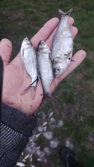 Vand puiet de peste Fitofag și NOVAC vara 1