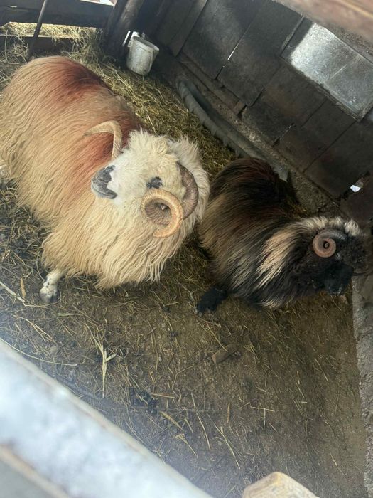 Vând 2 berbeci se vând doar împreună