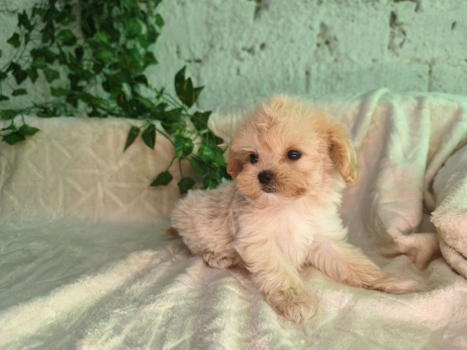 Vand fetita Maltipoo f1 minitoy