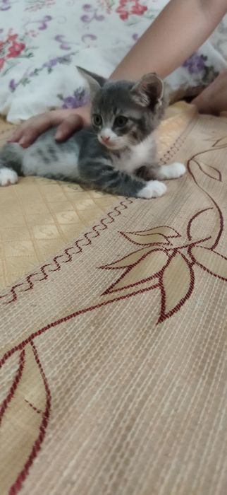 Домашние чистые котята