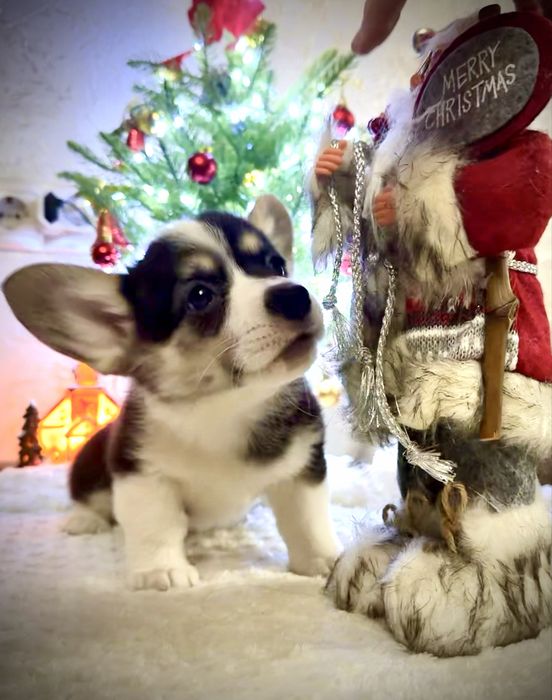 Корги, Вельш корги пемброк