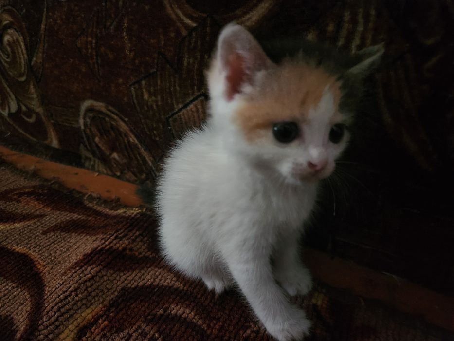 Отдам котят в добрые руки