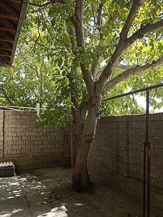 Yongʻoq daraxti sotiladi