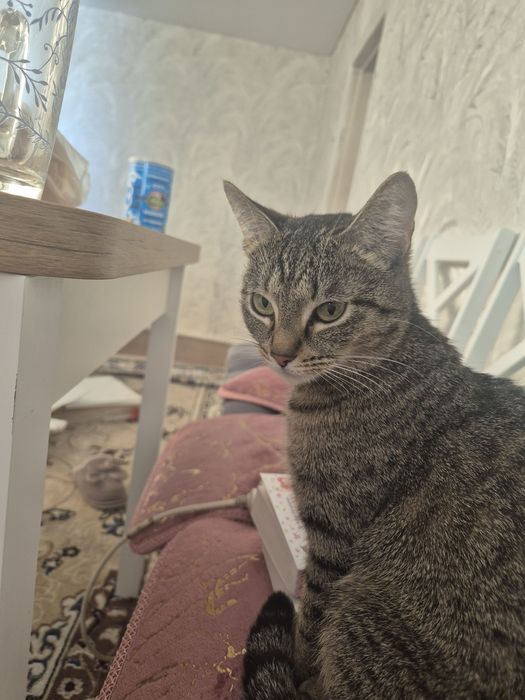 Кошка в добрые руки
