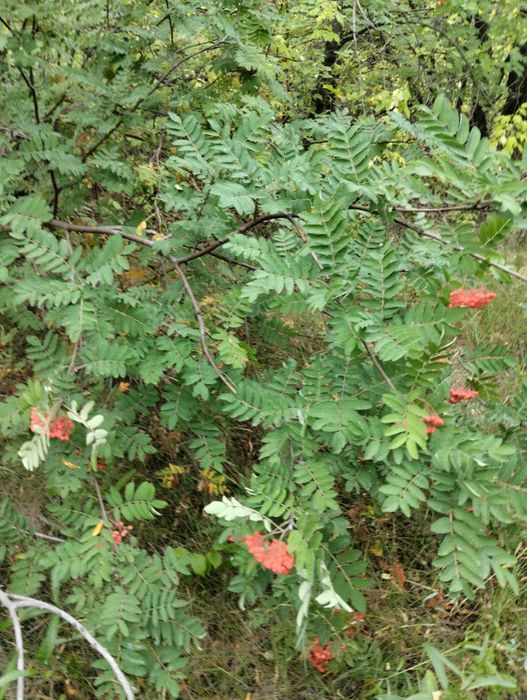 саженцы деревьев