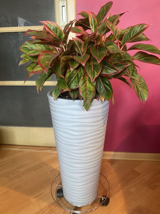 Взрослая аглаонема в напольном кашпо