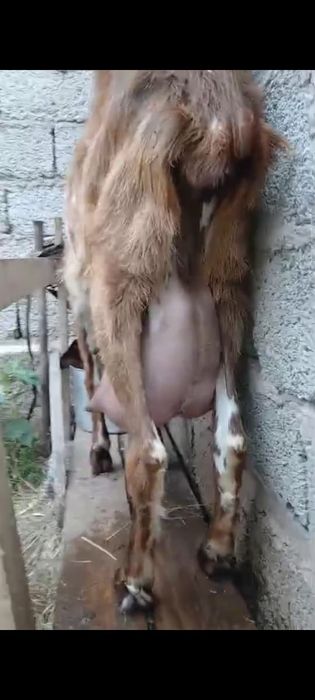 Нубиский  ешкі  сатылады