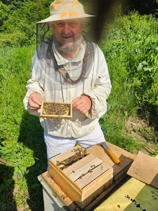 Stupi Crescători Regine