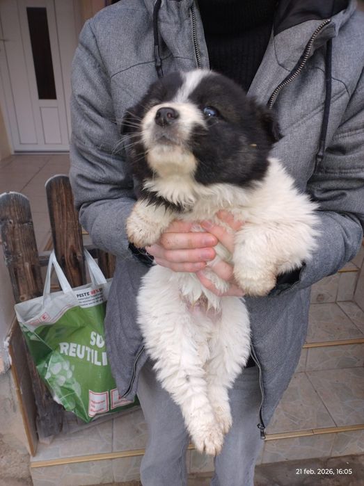 Donație cățeluși, rasa comună