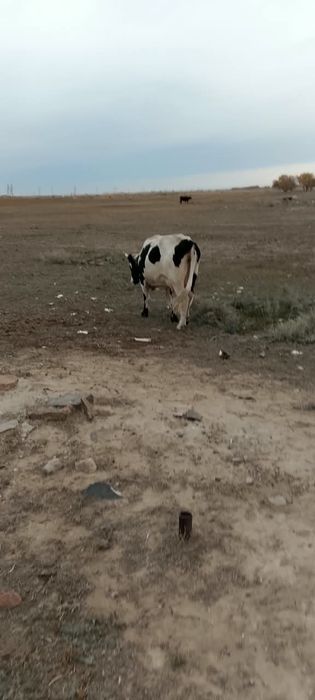 Продам коров и быка