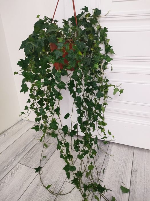 Комнатные цветы, доставка